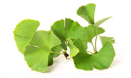 Ekstrak Ginkgo biloba